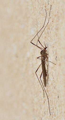 Symplecta pilipes